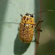 Aporocera melanocephala