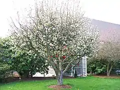 Apple blossoms in full bloom.