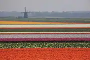 Bulb fields near Egmond aan den Hoef