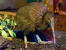 North Island brown kiwi