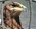 Steppe eagle