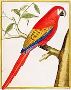 An illustration of a macaw with red tail feathers, red back and breast feathers, and blue and yellow wing tips. It sits on a tree branch facing right.