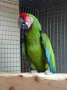 A green parrot with a light-pink face, a red forehead, and blue-tipped wings