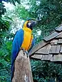 A Blue-and-yellow macaw