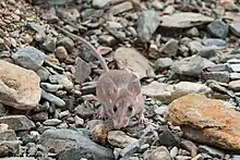 Arabian Spiny Mouse from Eastern Saudi Arabia