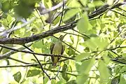 spiderhunter with yellowish-grey underparts and prominent yellow eye-ring