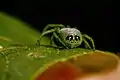 On a leaf of Mallotus claoxyloides, showing butt