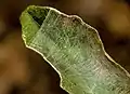 In curved leaf retreat