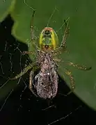 Underside of a female with a captured weevil