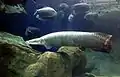 Pirarucu, (Arapaima gigas) is the largest fresh-water fish in the world.