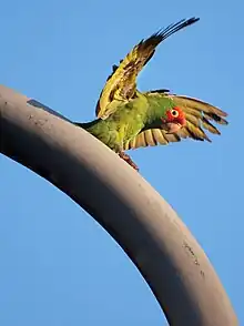  A feral parrot in San Francisco California