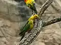 Aratinga solstitialis at Cameron Park Zoo.