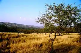 The Aravali Range inside Ranthambhore National Park, in Rajasthan.