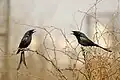 Black Drongo