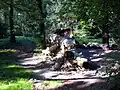 Rotten tree trunk in the Kórnik Arboretum