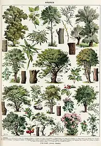 Arbres: bois, feuilles, fruits, etc., deuxième planche.