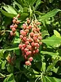 Flower Buds