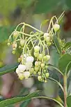 The hybrid Arbutus × thuretiana