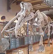 Gomphotherium angustidens