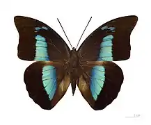 Archaeoprepona demophon demophon – dorsal view