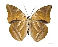 Archaeoprepona demophon muson male - ventral view