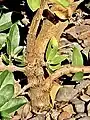 Main trunk (circa 1cm diameter) of young (circa 5yrs) cultivated shrub. Note remains of cauliflorous infructescence (top right)