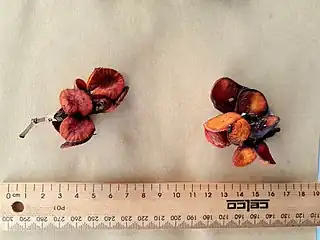 Fruit with a standard 30 cm/12in ruler