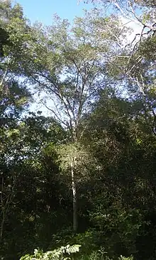 Archidendropsis thozetiana tree