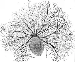 Oodinium, a genus of parasitic dinoflagellates, causes velvet disease in fish