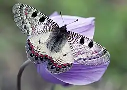 A. a. bellargus - Adana, Turkey