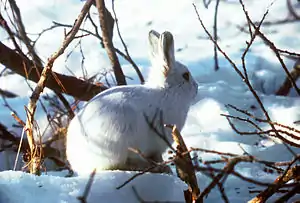 White hare