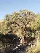 Del Valle Regional Park -  Cedar MountainArctostaphylos glauca — bigberry manzanita