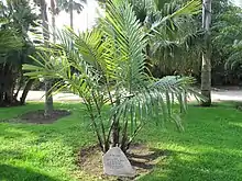 Young specimen of Arenga engleri