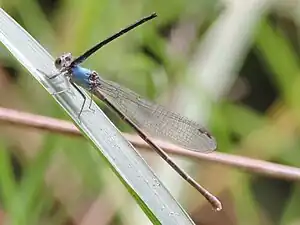 Powdered dancer male posthumous hover-guarding