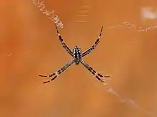 Juvenile at Katherine Gorge