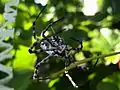 Argiope lobata