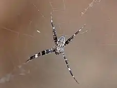 Male with enlarged cephalothorax