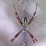 Dorsal view, Queensland