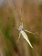 Subadult female — note yellow medial line