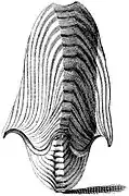 One of the earliest known depictions of A. argo, from Index Testarum Conchyliorum (1742) by Niccolò Gualtieri