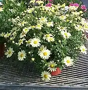 Marguerite Daisy - Argyranthemum frutescens at Proven Winner's trials