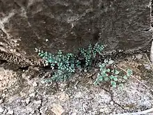 Highly-divided small bluish-green fern growing from rock crevice