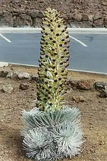 Multiple rosettes indicate this individual may have Dubautia genes, although it does not have the yellow flowers of most hybrids.