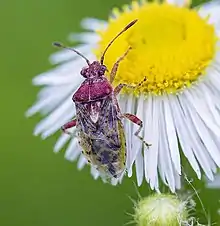 Scentless Plant Bug (Arhyssus lateralis) on flower