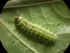 Caterpillar