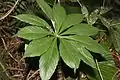 Leaves of Arisaema polyphyllum