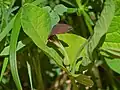 Flower of Aristolochia rotunda