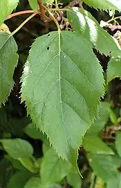 Foliage