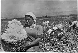 Picking cotton in Armenia in the 1930s. No cotton is grown there today.