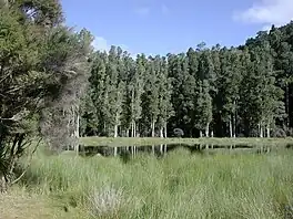 Arohaki Lagoon, with kahikatea trees in the background